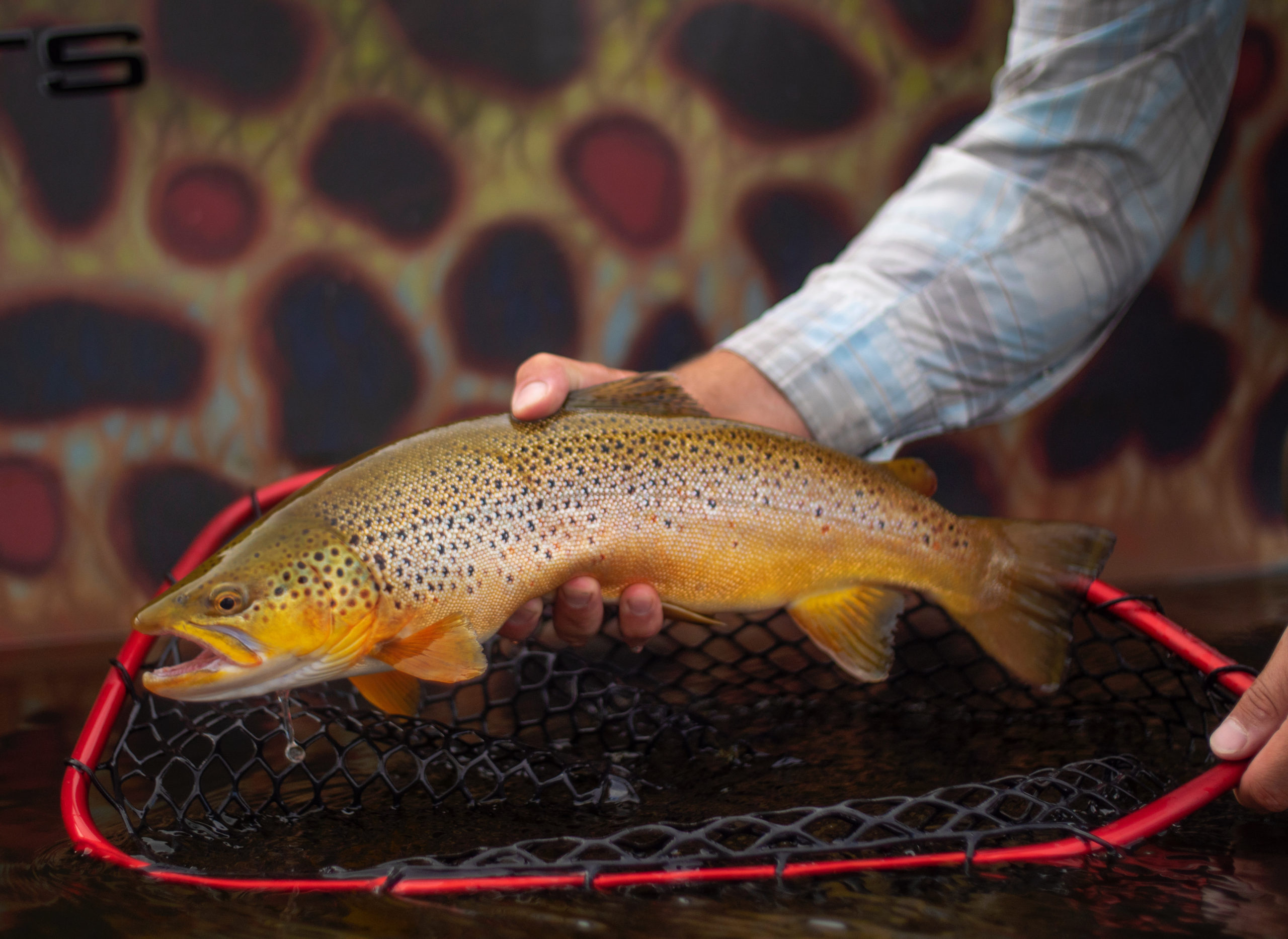 Wasatch Fly Tying & Fly Fishing Expo